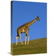 thumbnail image 1 of Global Gallery  Rothschild Giraffe Walking - 16 x 24 in., 1 of 1