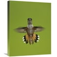 thumbnail image 1 of Global Gallery  Rufous Hummingbird Hovering - Stikine River Delta - Alaska Art Print - Matthias Breiter, 1 of 1