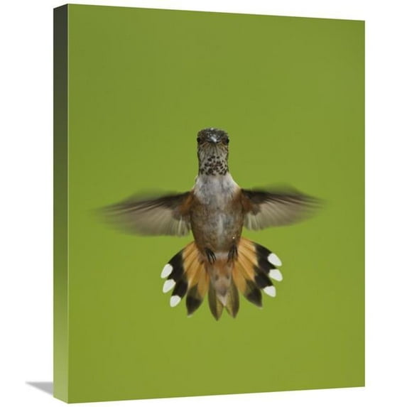 Global Gallery Rufous Hummingbird Hovering - Stikine River Delta - Alaska Art Print - Matthias Breiter