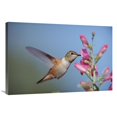 thumbnail image 1 of Global Gallery  Rufous Hummingbird Juvenile Feeding on Flowers - New Mexico Art Print - Tim Fitzharris, 1 of 1