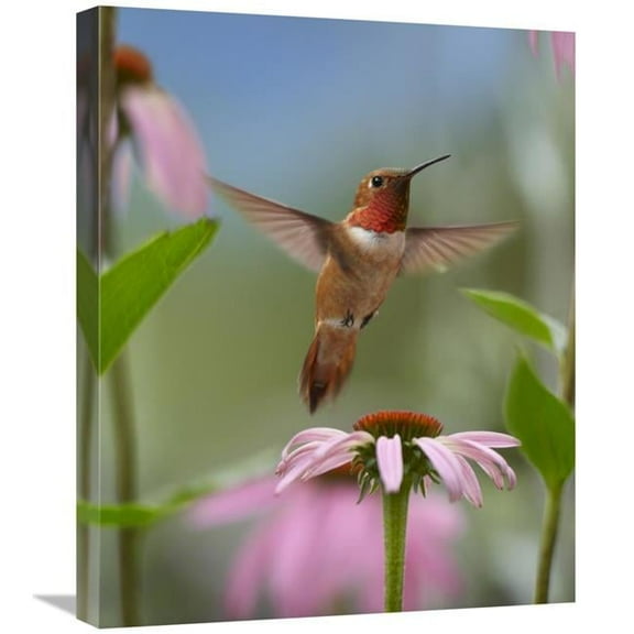 Global Gallery  Rufous Hummingbird Male Feeding on Flower Nectar Art Print