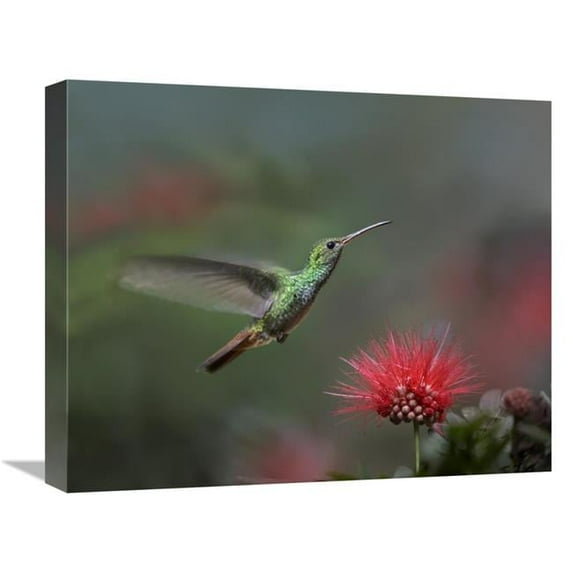 Global Gallery Rufous-Tailed Hummingbird at Fairy Duster Flower - Costa Rica Art Print - Tim Fitzharris