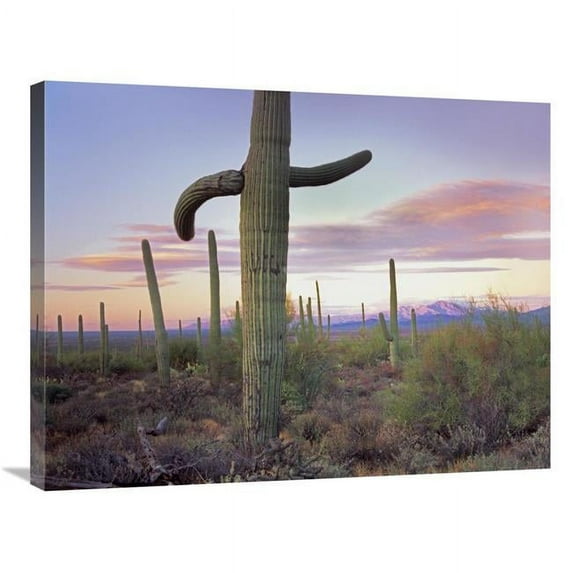 Global Gallery Saguaro Cactus Field with Sierrita Mountains in the Background - Arizona Art Print - Tim Fitzharris