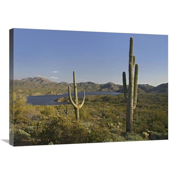 Global Gallery Saguaro Cactus at Bartlett Lake - Arizona Art Print - Tim Fitzharris