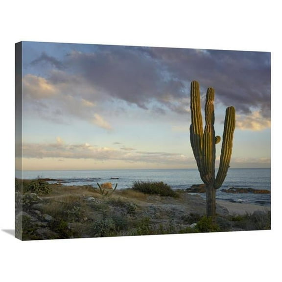 Global Gallery  Saguaro Cactus at Beach - Cabo San Lucas - Mexico Art Print - Tim Fitzharris