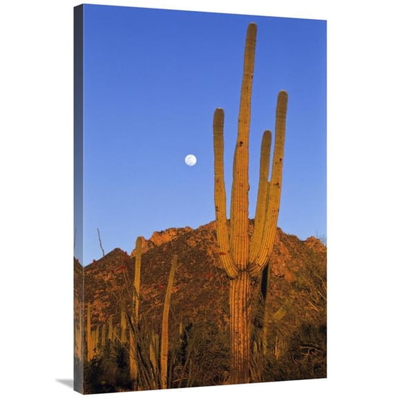 Global Gallery  Saguaro Cactus in Desert Landscape - Sonoran Desert - Saguaro National Monument - Arizona Art Print - Konrad Wothe