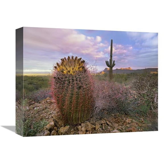 Global Gallery Saguaro & Giant Barrel Cactus - Saguaro National Park - Arizona Art Print - Tim Fitzharris