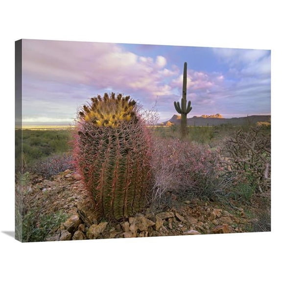 Global Gallery Saguaro & Giant Barrel Cactus - Saguaro National Park - Arizona Art Print - Tim Fitzharris