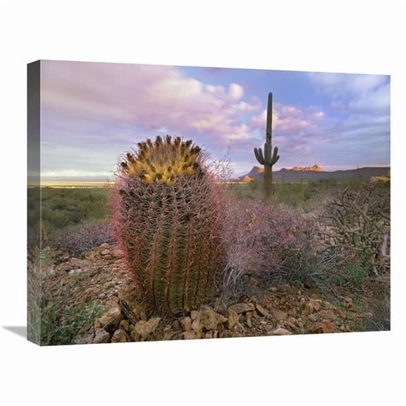 Global Gallery Saguaro & Giant Barrel Cactus - Saguaro National Park - Arizona Art Print - Tim Fitzharris