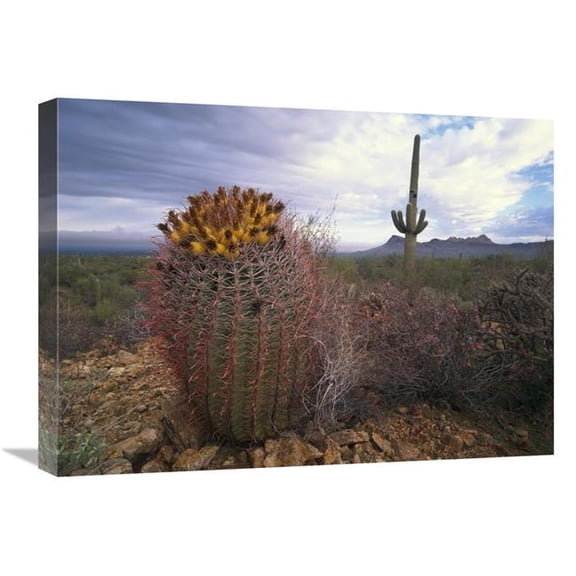 Global Gallery Saguaro & Giant Barrel Cactus with Panther & Safford Peaks - Arizona Art Print - Tim Fitzharris