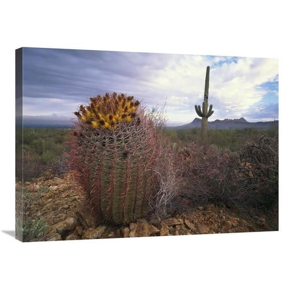 Global Gallery Saguaro & Giant Barrel Cactus with Panther & Safford Peaks - Arizona Art Print - Tim Fitzharris