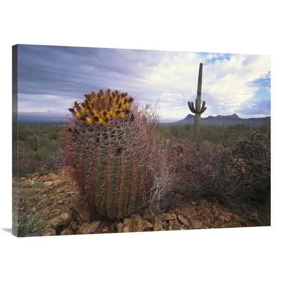 Global Gallery Saguaro & Giant Barrel Cactus with Panther & Safford Peaks - Arizona Art Print - Tim Fitzharris
