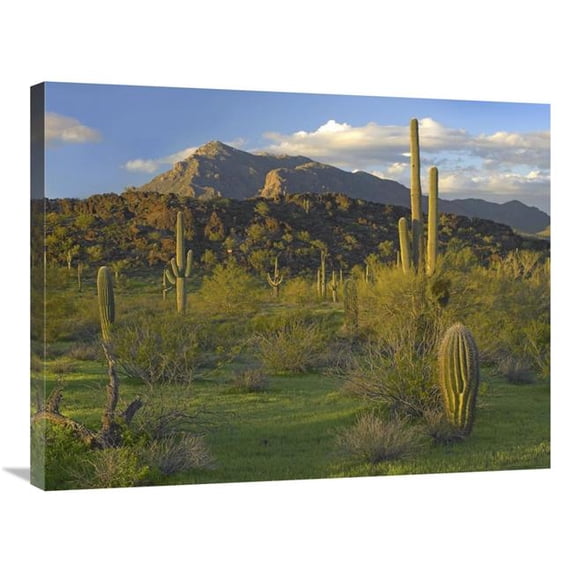 Global Gallery Saguaro Picacho Mountains - Picacho Peak State Park - Arizona Art Print