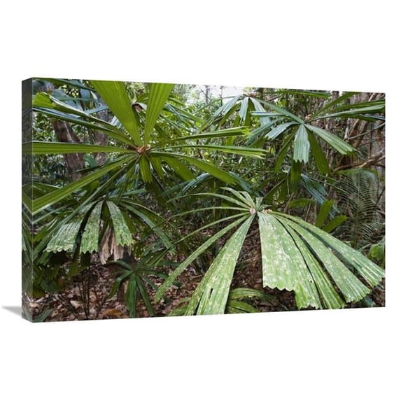 Global Gallery Salai-Pathi Leaves - North Andaman Islands - India Art Print - Konrad Wothe