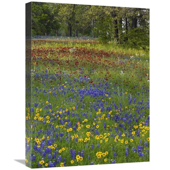 Global Gallery Sand Bluebonnet - Drummonds Phlox & Tickseed - Texas Art Print - Tim Fitzharris - 18in. x 24in.