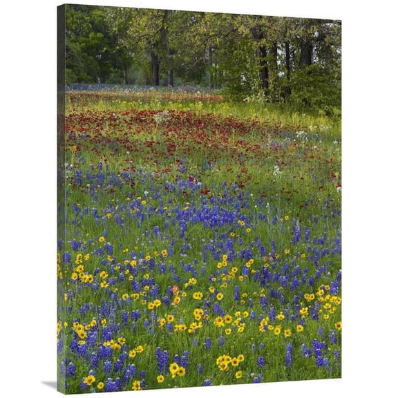 Global Gallery Sand Bluebonnet - Drummonds Phlox & Tickseed - Texas Art Print - Tim Fitzharris
