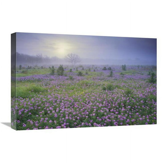 Global Gallery Sand Verbena Flower Field at Sunrise in Fog - Hill Country - Texas Art Print - Tim Fitzharris