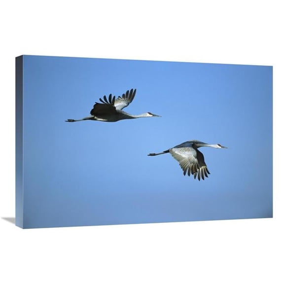 Global Gallery Sandhill Crane Pair Flying - Bosque Del Apache NWR - New Mexico Art Print