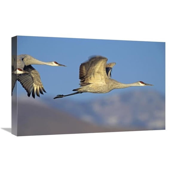 Global Gallery  Sandhill Cranes Flying - North American Art Print - Tim Fitzharris - 16in. x 24in.