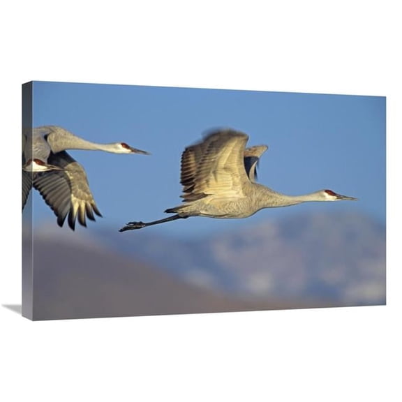 Global Gallery  Sandhill Cranes Flying - North American Art Print - Tim Fitzharris
