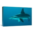 thumbnail image 1 of Global Gallery  Scalloped Hammerhead Shark Portrait - Cocos Island - Costa Rica Art Print - Flip Nicklin, 1 of 1