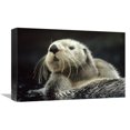 thumbnail image 1 of Global Gallery  Sea Otter Floating in Kelp - North America Art Print, 1 of 1