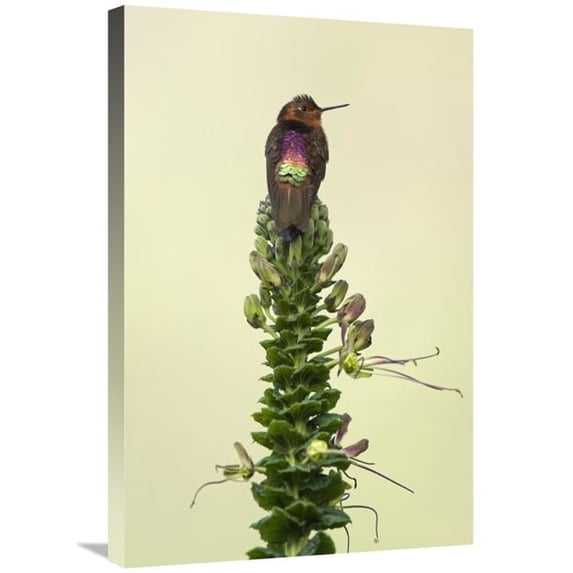 Global Gallery Shining Sunbeam Hummingbird - Ecuador Art Print - Murray Cooper