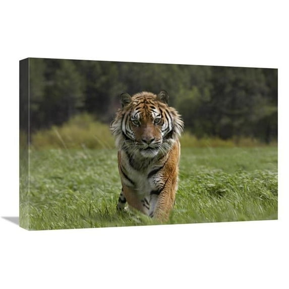 Global Gallery Siberian Tiger Walking - Endangered - Native to Siberia Art Print - Tim Fitzharris