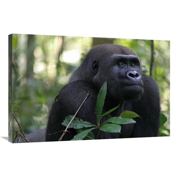Global Gallery Silverback Gorilla - Gabon Art Print - Cyril Ruoso