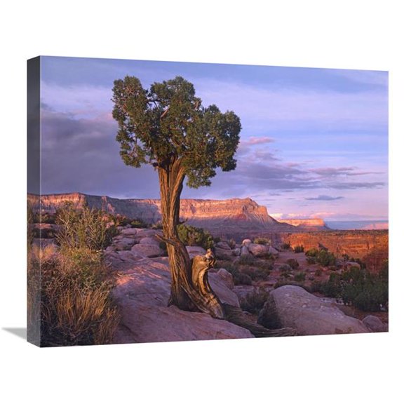 Global Gallery Single-Leaf Pinyon Pine at Toroweap Overlook - Grand Canyon National Park - Arizona Art Print - Tim Fitzharris