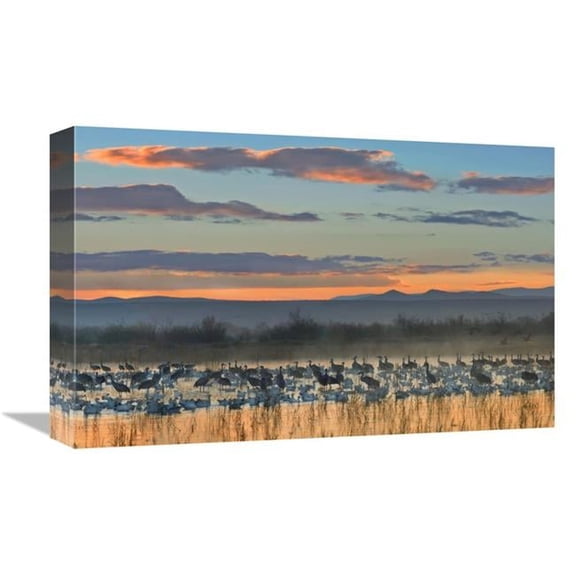 Global Gallery Snow Geese & Sandhill Cranes - Bosque Del Apache National Wildlife Refuge - New Mexico Art Print - Tim Fitzharris