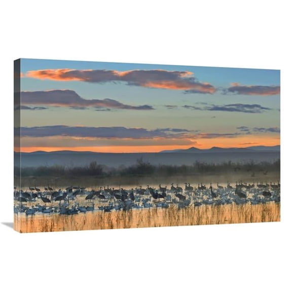 Global Gallery Snow Geese & Sandhill Cranes - Bosque Del Apache National Wildlife Refuge - New Mexico Art Print - Tim Fitzharris
