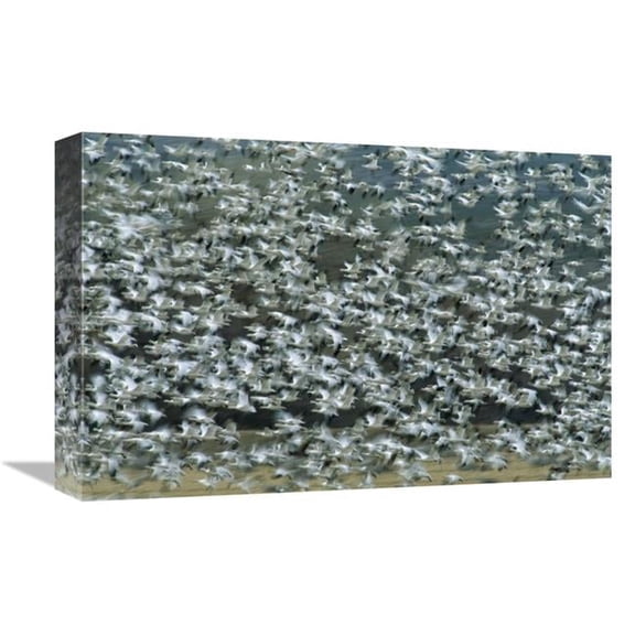 Global Gallery  Snow Goose Flock Flying - Bosque Del Apache NWR - New Mexico Art Print - Tom Vezo