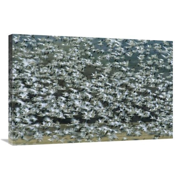 Global Gallery  Snow Goose Flock Flying - Bosque Del Apache NWR - New Mexico Art Print - Tom Vezo