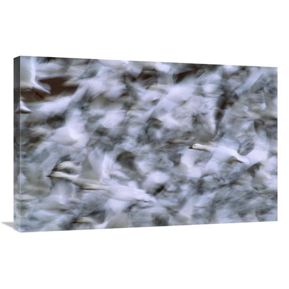 Global Gallery  Snow Goose Flock Taking Flight - Bosque Del Apache NWR - New Mexico Art Print - Tom Vezo