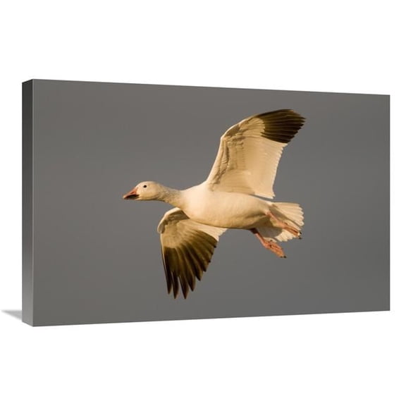 Global Gallery Snow Goose Flying - Bosque Del Apache National Wildlife Refuge - New Mexico Art Print - Steve Gettle