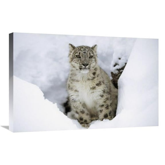 Global Gallery  Snow Leopard Adult Portrait in Snow - Native to Asia Art Print - Tim Fitzharris