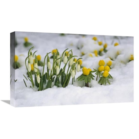 Global Gallery Snowdrops Blooming in Snow - Germany Art Print - Konrad Wothe