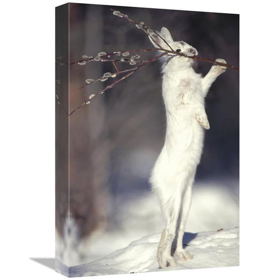 Global Gallery Snowshoe Hare Feeding on Pussy Willow in the Winter - Alaska Art Print - Michael Quinton