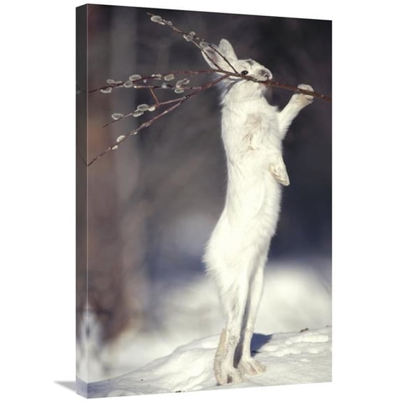 Global Gallery Snowshoe Hare Feeding on Pussy Willow in the Winter - Alaska Art Print - Michael Quinton