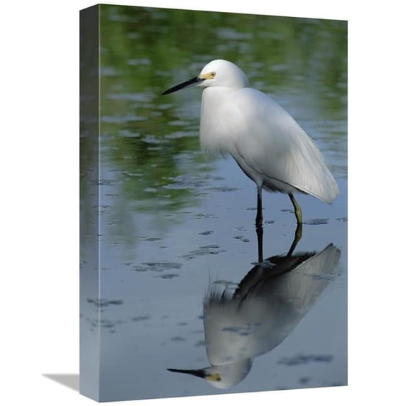 Global Gallery  Snowy Egret Wading Through Shallow Water - Florida Keys Art Print - Flip Nicklin