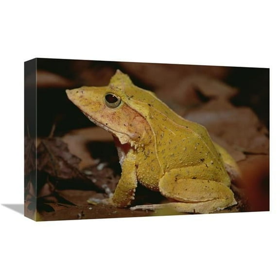 Global Gallery Solomon Island Leaf Frog - Woodland Park Zoo - Washington Art Print - Gerry Ellis