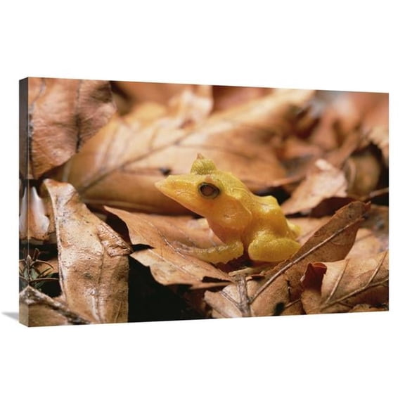 Global Gallery  Solomon Island Leaf Frog - Woodland Park Zoo - Washington Art Print - Gerry Ellis
