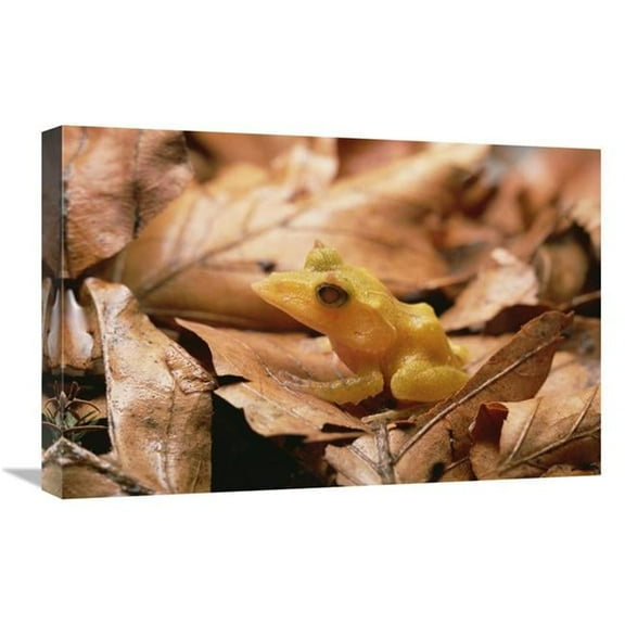 Global Gallery  Solomon Island Leaf Frog - Woodland Park Zoo - Washington Art Print - Gerry Ellis