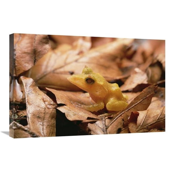 Global Gallery  Solomon Island Leaf Frog - Woodland Park Zoo - Washington Art Print - Gerry Ellis