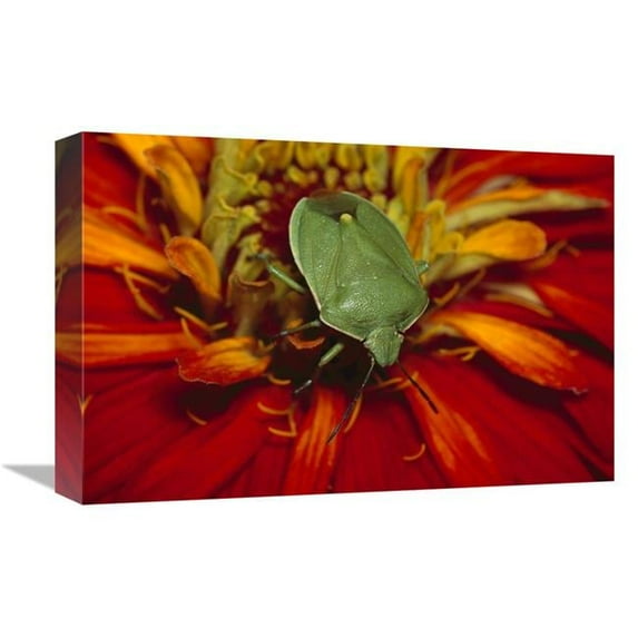 Global Gallery Southern Green Stink Bug on Red Blossom - Temperate North America Art Print - Gerry Ellis