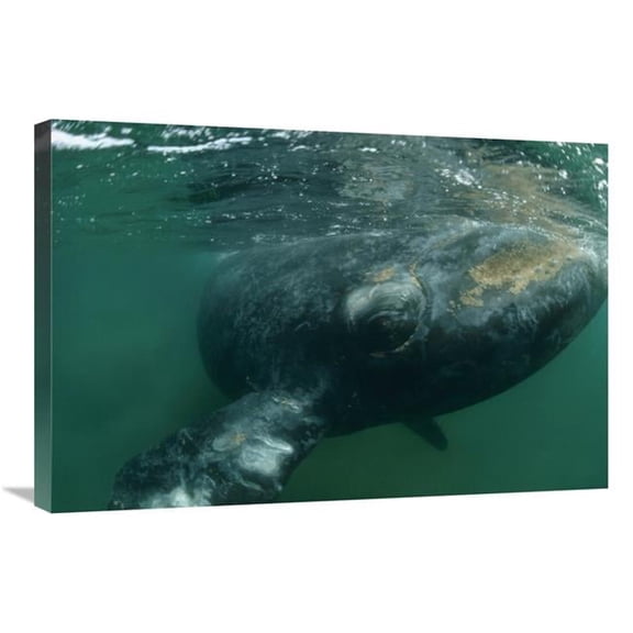 Global Gallery  Southern Right Whale Close Up - Underwater Near Surface - Argentina Art Print