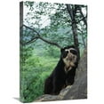 thumbnail image 1 of Global Gallery  Spectacled Bear - Cerro Chaparri - Peru Art Print - Tui De Roy, 1 of 1
