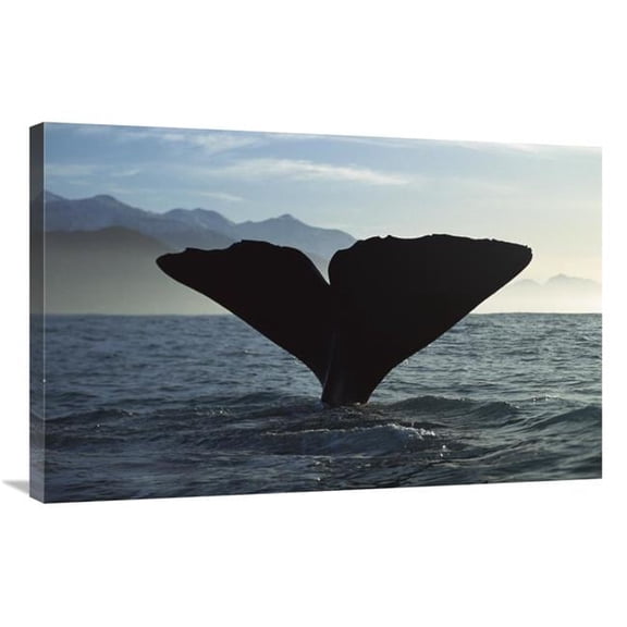Global Gallery Sperm Whale Diving - New Zealand Art Print - Flip Nicklin