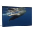 thumbnail image 1 of Global Gallery  Sperm Whale Mother & Albino Baby - Swimming Underwater - Portugal Art Print, 1 of 1